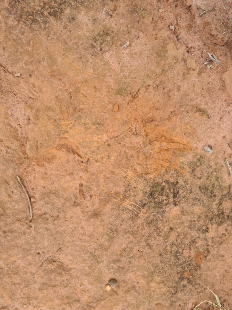 Em Três Lagoas homem é atacado por felino durante caminhada Em Três Lagoas homem é atacado por felino durante caminhada