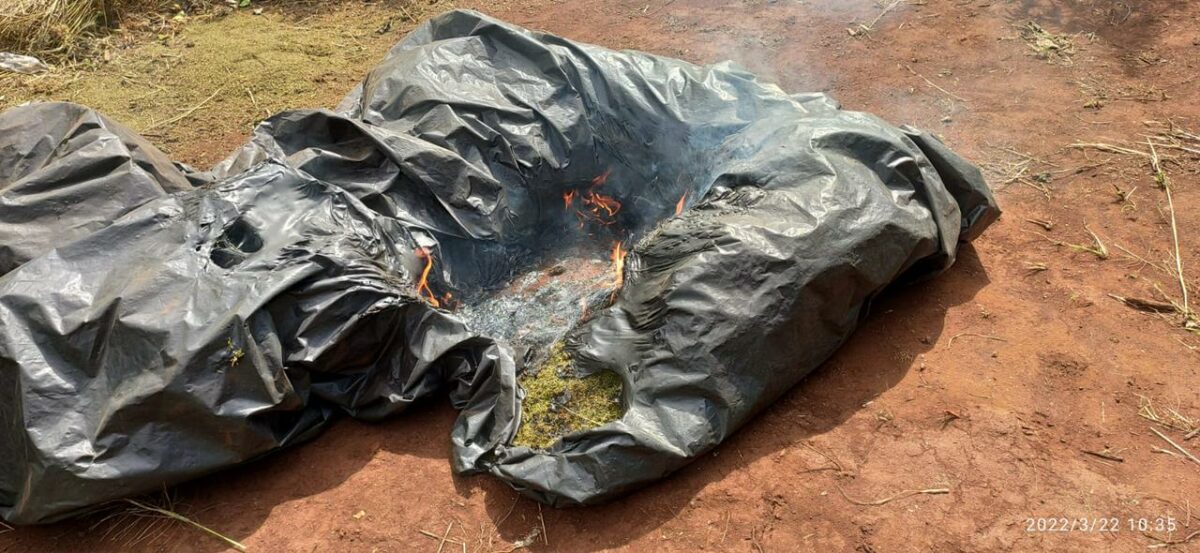 Operação Nova Aliança da PF já destruiu mais de 748 toneladas de maconha