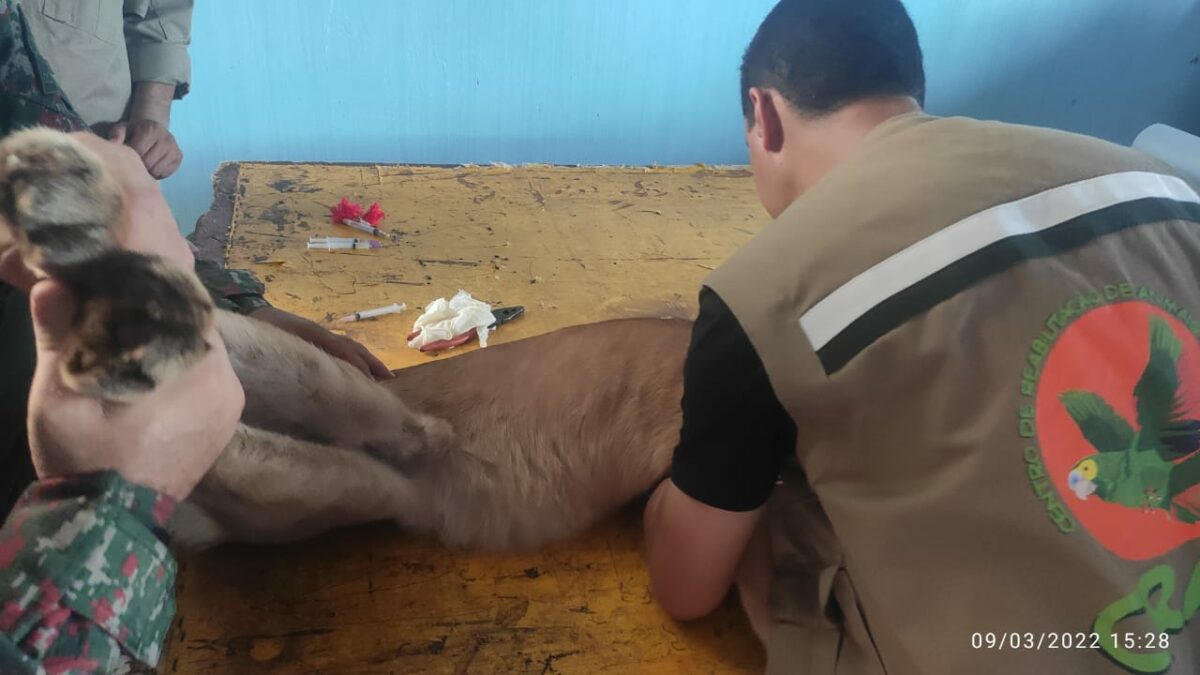 Onça parda mobiliza forças policiais, Corpo de Bombeiros por mais de 8 horas de Bataguassu Onça parda mobiliza forças policiais, Corpo de Bombeiros por mais de 8 horas de Bataguassu