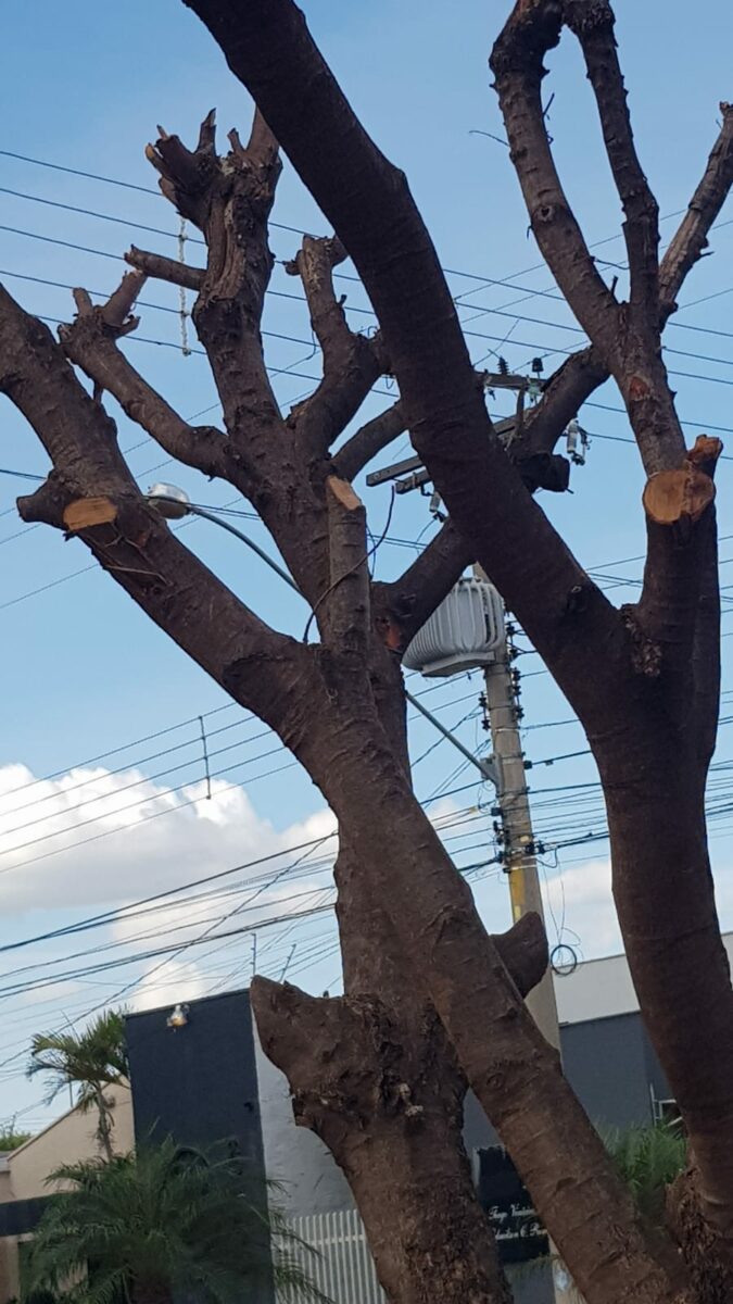 Crime ambiental é cometido em frente à promotoria do Meio Ambiente Crime ambiental é cometido em frente à promotoria do Meio Ambiente
