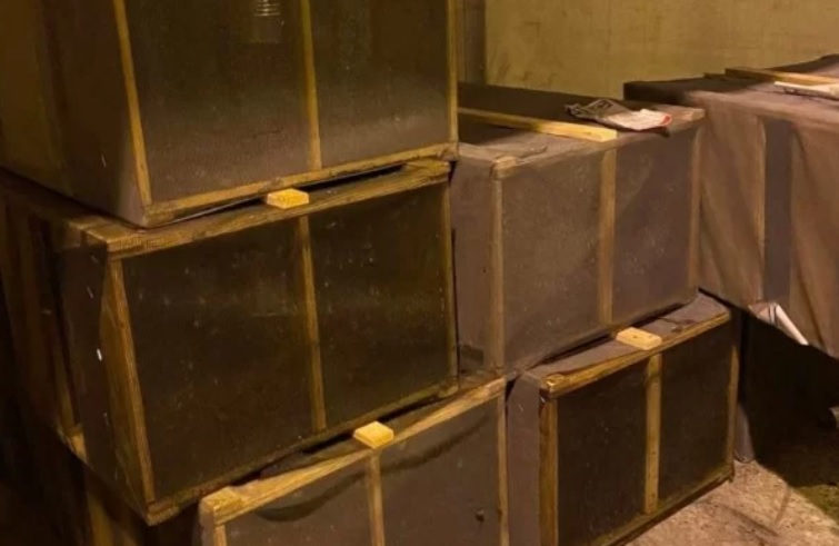 Cinco milhões de abelhas morrem abandonadas em aeroporto de Atlanta
