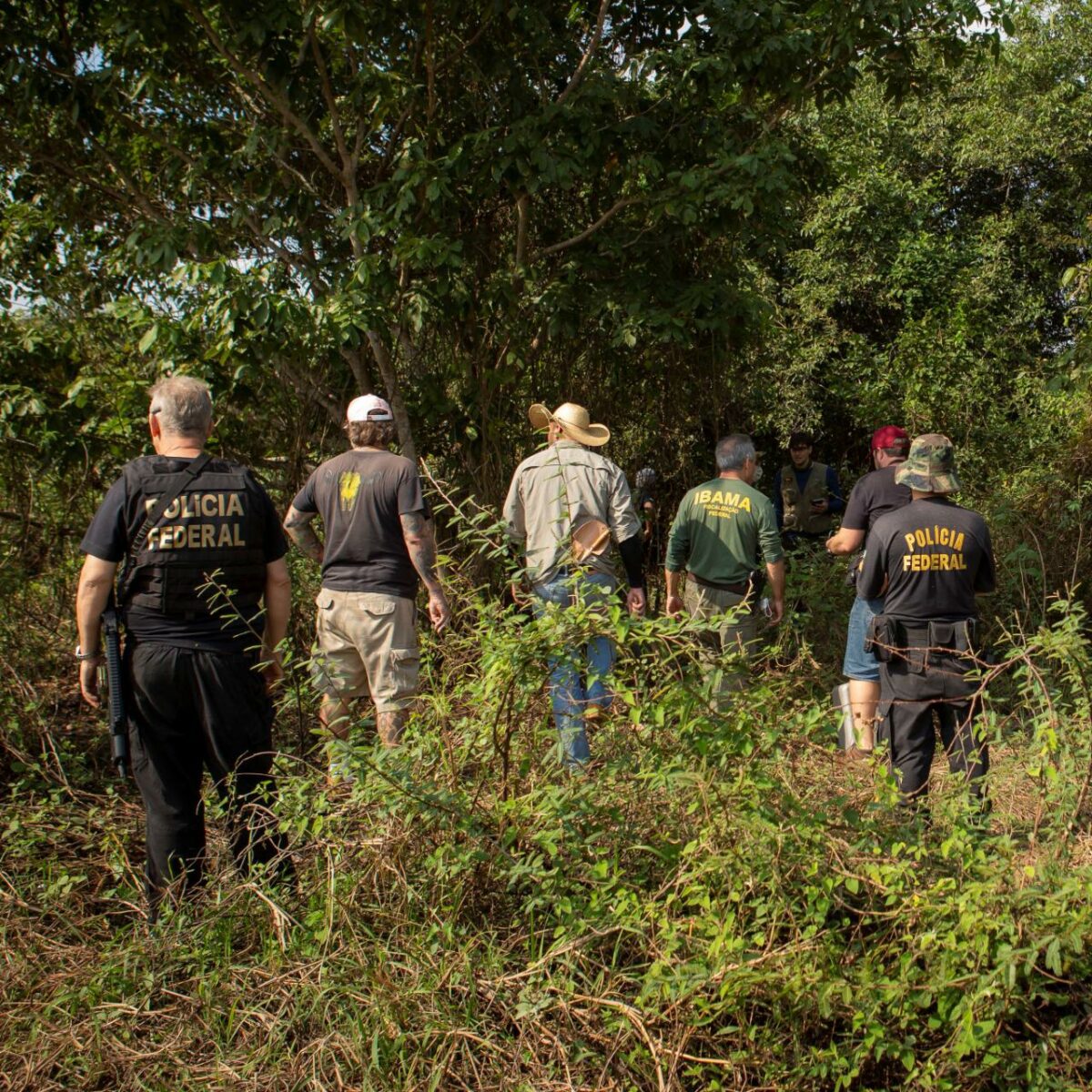 PF conclui investigação das onças mortas no Pantanal PF conclui investigação das onças mortas no Pantanal