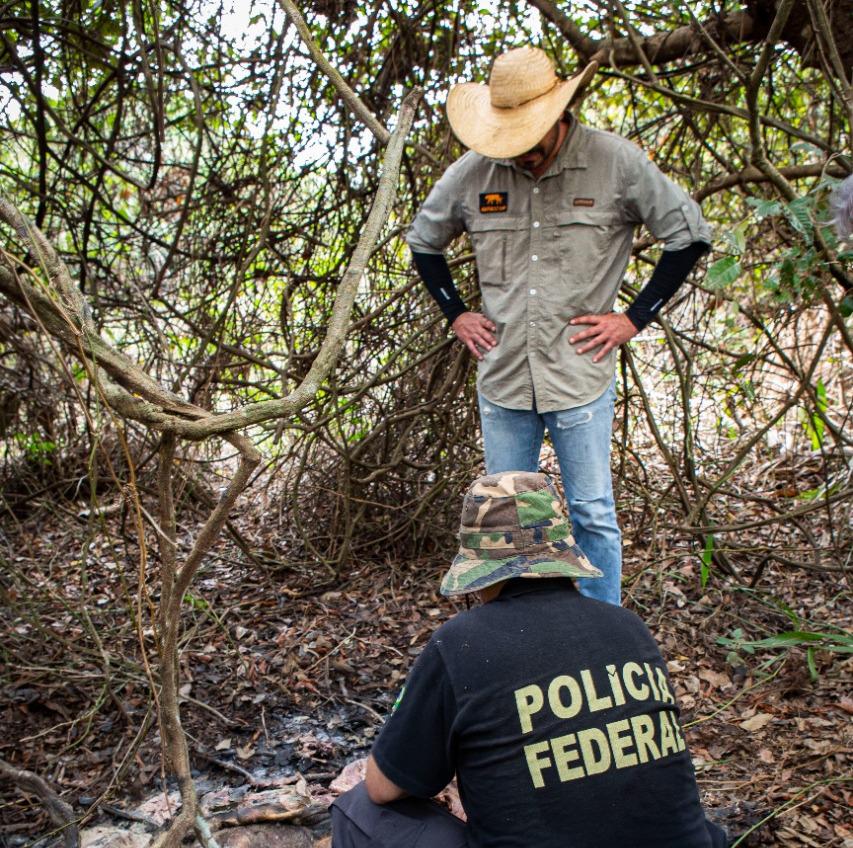 PF conclui investigação das onças mortas no Pantanal PF conclui investigação das onças mortas no Pantanal