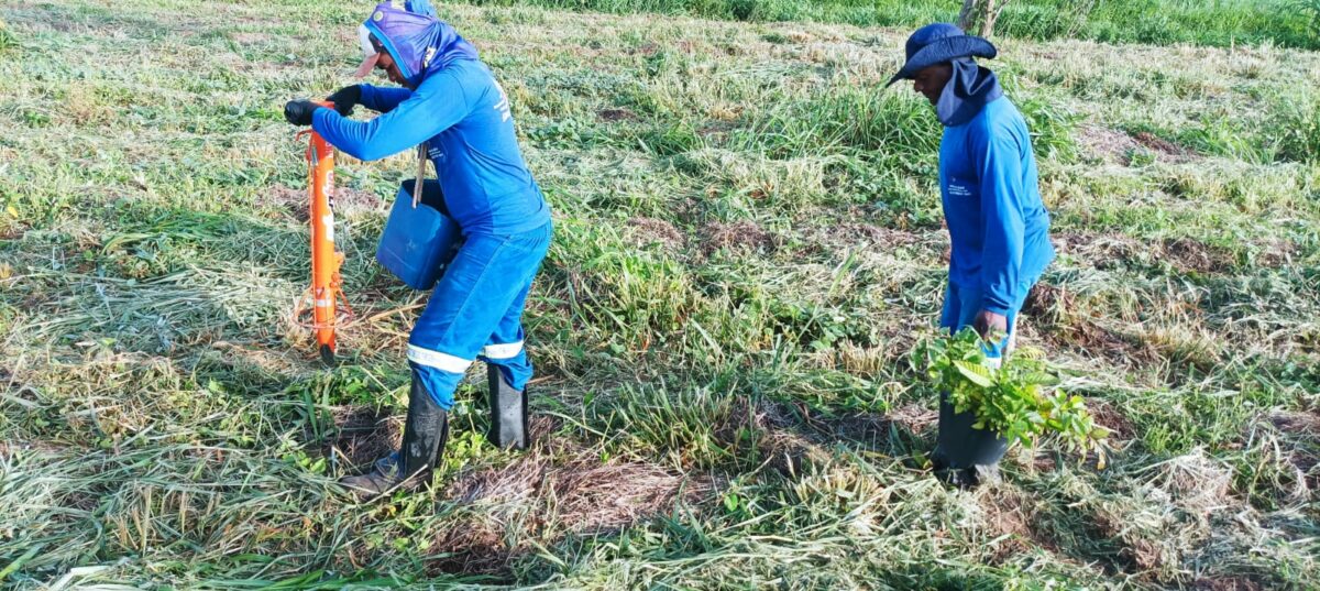 CESP doa mais de 26 mil mudas nativas da Mata Atlântica para restauração de Corredores de Biodiversidade do Rio Paraná CESP doa mais de 26 mil mudas nativas da Mata Atlântica para restauração de Corredores de Biodiversidade do Rio Paraná