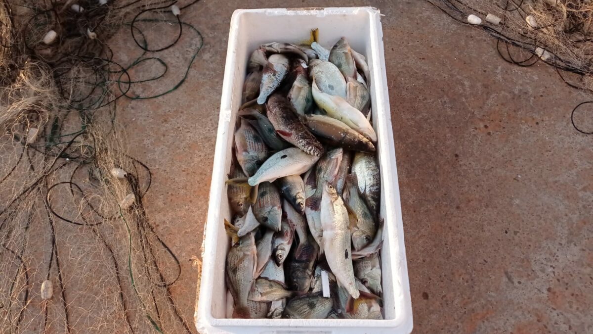 Durante operação, PMA apreende 1500 metros de redes e solta 20 quilos de pescado em Três Lagoas