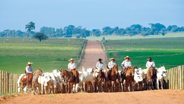<strong>Marcação de animais a ferro quente pode ser proibida</strong>