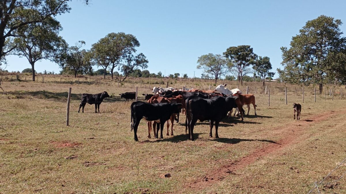 Cabeças de gado desviadas por empregado de fazenda são recuperadas em Água Clara