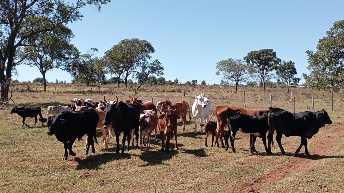 Cabeças de gado desviadas por empregado de fazenda são recuperadas em Água Clara