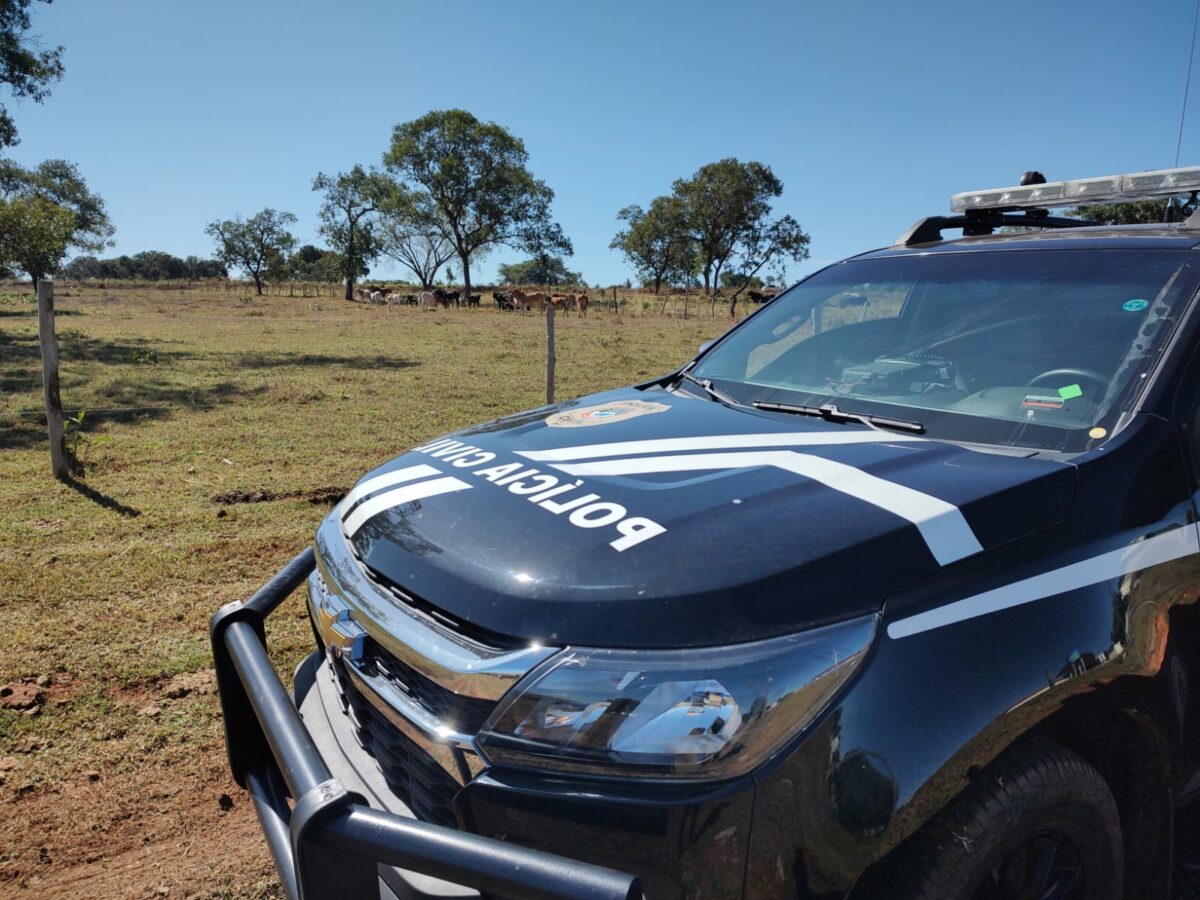 Cabeças de gado desviadas por empregado de fazenda são recuperadas em Água Clara