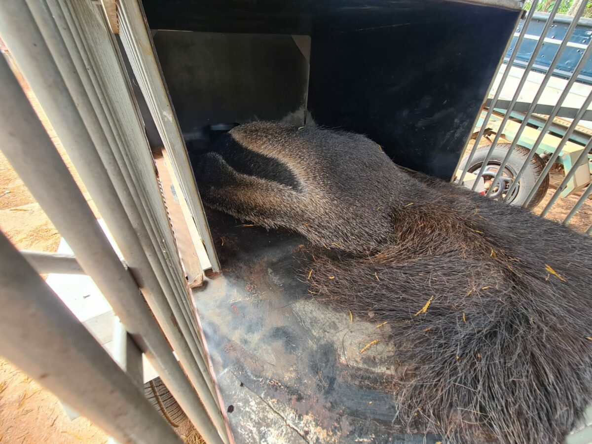 Em menos de 24 horas, PMA resgata tamanduá-bandeira e lobo-guará atropelados em Três Lagoas Em menos de 24 horas, PMA resgata tamanduá-bandeira e lobo-guará atropelados em Três Lagoas
