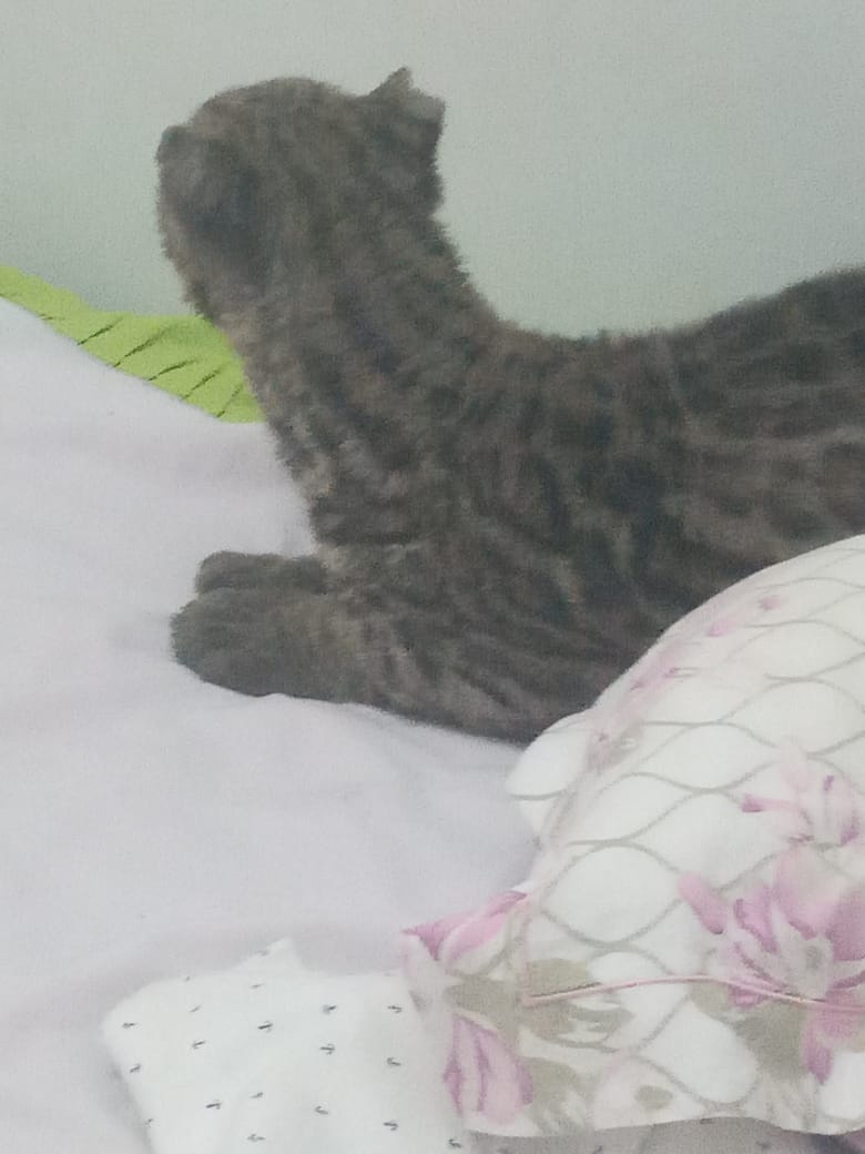 PMA captura jaguatirica encontrada em cima de cama em quarto de criança em MS