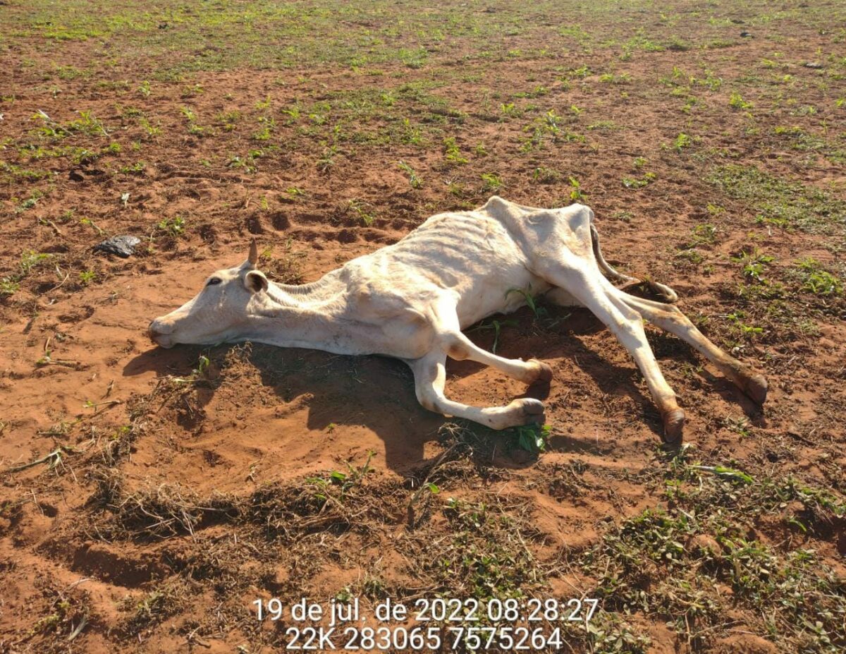 Em Anaurilândia, pecuarista é multado em R$ 8 mil por deixar gado morrer de fome