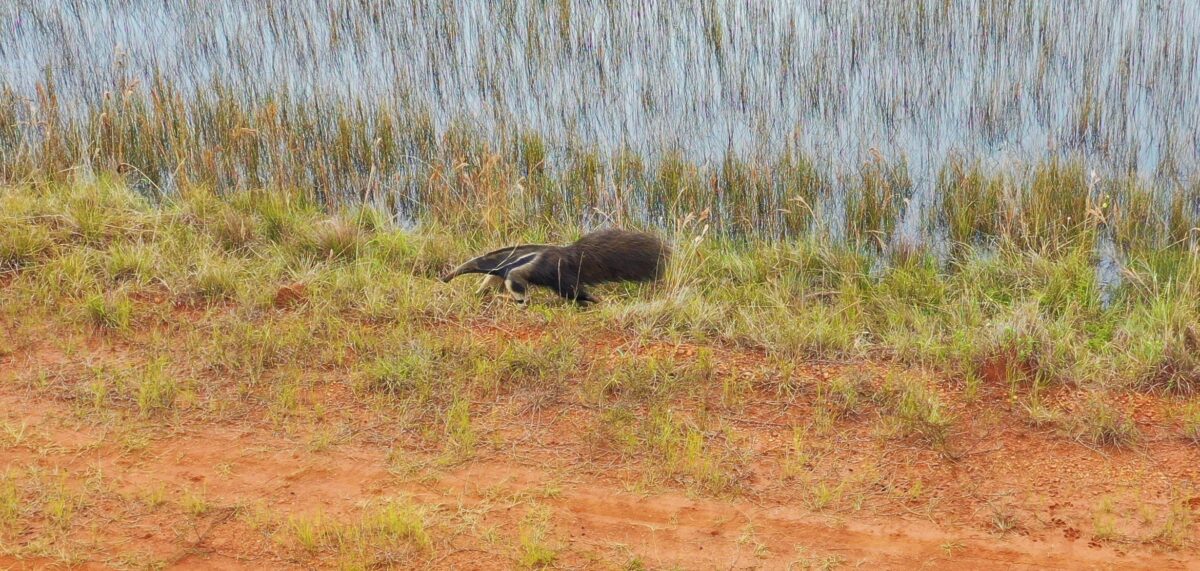 <strong>Com 3,8 mil hectares, Reserva Cisalpina abriga cerca de 490 espécies de animais silvestres</strong> <strong>Com 3,8 mil hectares, Reserva Cisalpina abriga cerca de 490 espécies de animais silvestres</strong>