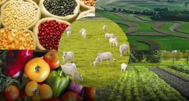 Como o Brasil está salvando o mundo de uma crise alimentar catastrófica Como o Brasil está salvando o mundo de uma crise alimentar catastrófica