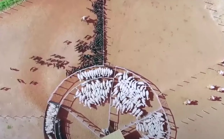 Júnior Friboi monta império com 70 mil bois confinados Júnior Friboi monta império com 70 mil bois confinados
