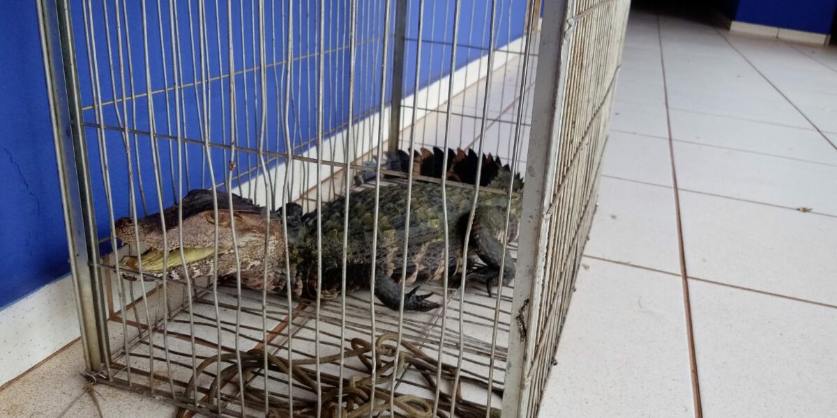 Em Três Lagoas, morador da Vila Piloto captura jacaré com as próprias mãos