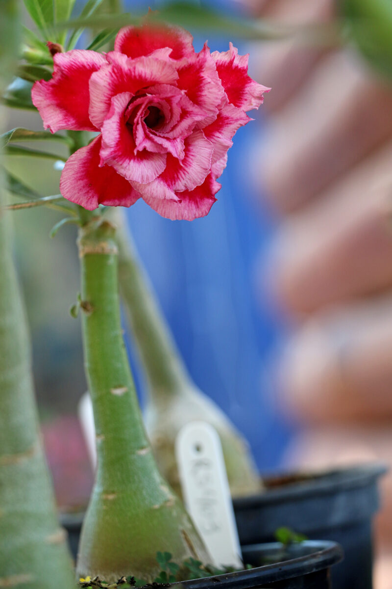 Encontro de Rosas do Deserto e Suculentas atrai público de 400 pessoas