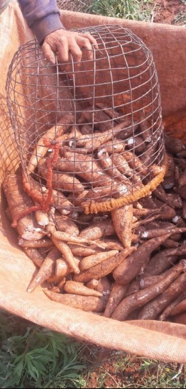 PF prende em flagrante dois envolvidos em trabalho análogo à escravidão no Mato Grosso do Sul PF prende em flagrante dois envolvidos em trabalho análogo à escravidão no Mato Grosso do Sul