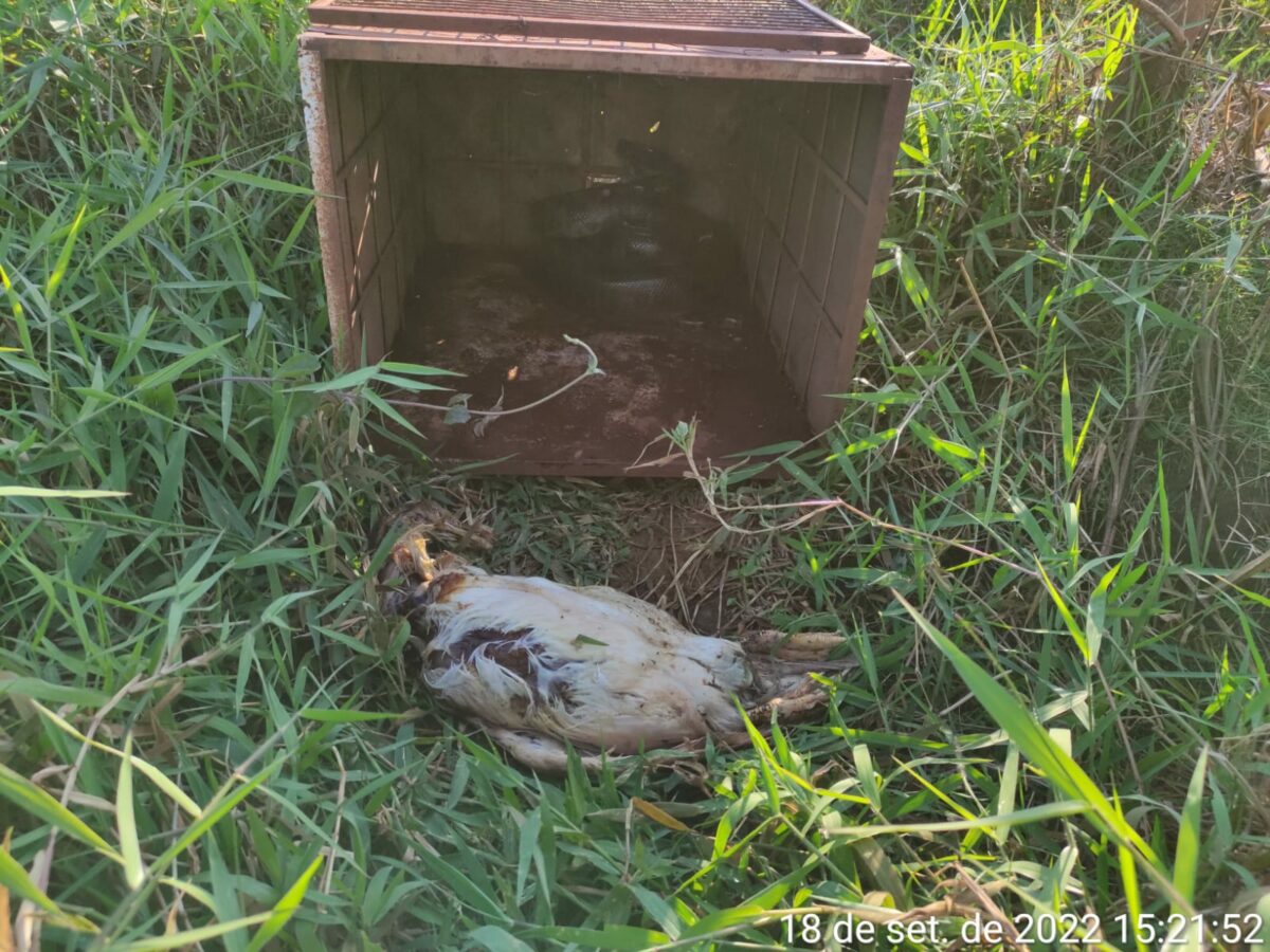 PMA de Dourados faz soltura de sucuri de 2,5 metros que vinha consumindo aves de idoso e que acabara de abater um pato para se alimentar