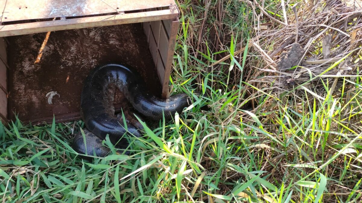 PMA de Dourados faz soltura de sucuri de 2,5 metros que vinha consumindo aves de idoso e que acabara de abater um pato para se alimentar