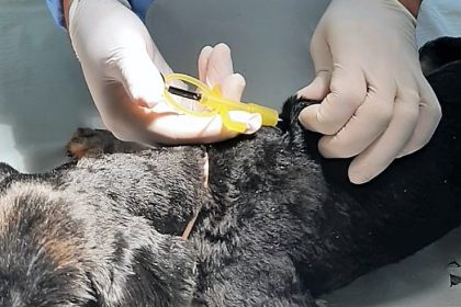 Castramóvel já microchipou cerca de 600 animais atendidos pelo serviço