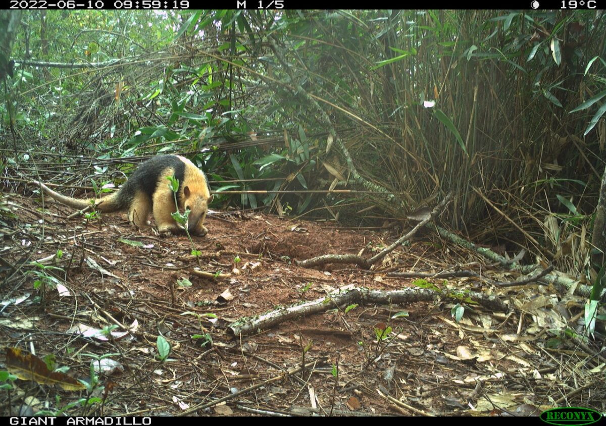 Pesquisadores classificam Parque do Pombo como referência em estrutura e preservação de espécies ameaçadas de extinção