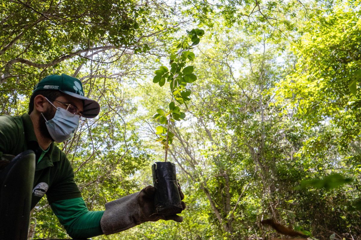 Dia da Árvore: projeto ajuda a reflorestar bioma 100% brasileiro