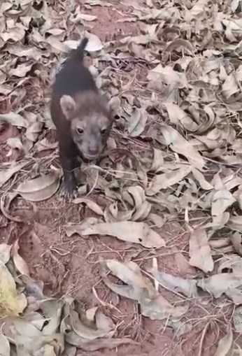 Filhotes de cachorro-vinagre são filmados em floresta de Mato Grosso do Sul Filhotes de cachorro-vinagre são filmados em floresta de Mato Grosso do Sul