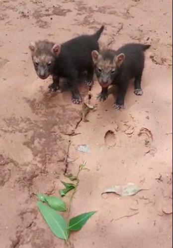 Filhotes de cachorro-vinagre são filmados em floresta de Mato Grosso do Sul Filhotes de cachorro-vinagre são filmados em floresta de Mato Grosso do Sul