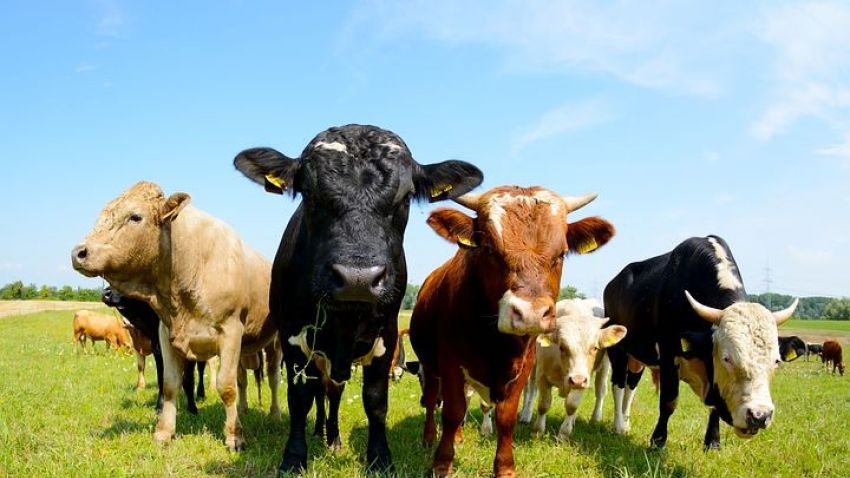 <em>Rebanho bovino bate recorde no Brasil em 2021, aponta IBGE</em> <em>Rebanho bovino bate recorde no Brasil em 2021, aponta IBGE</em>