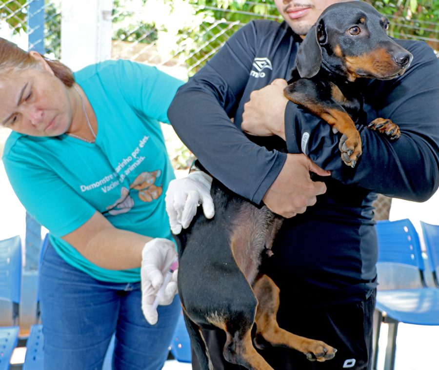 Saúde imuniza 6.502 animais na Campanha de Vacinação Antirrábica 2022