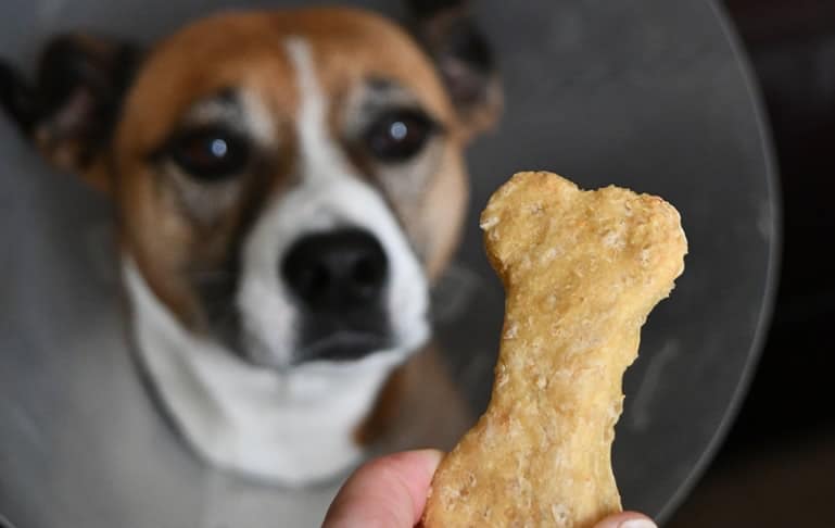 Anvisa reforça alerta de recolhimento de petiscos caninos intoxicados
