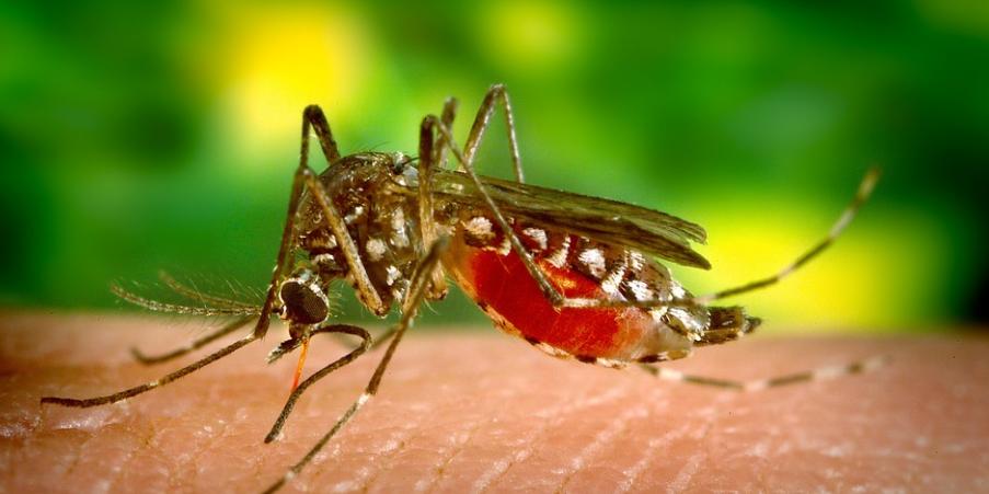 BOLETIM EPIDEMIOLÓGICO– TL notifica 21 novos casos suspeitos de dengue e 01 caso positivo de leishmaniose