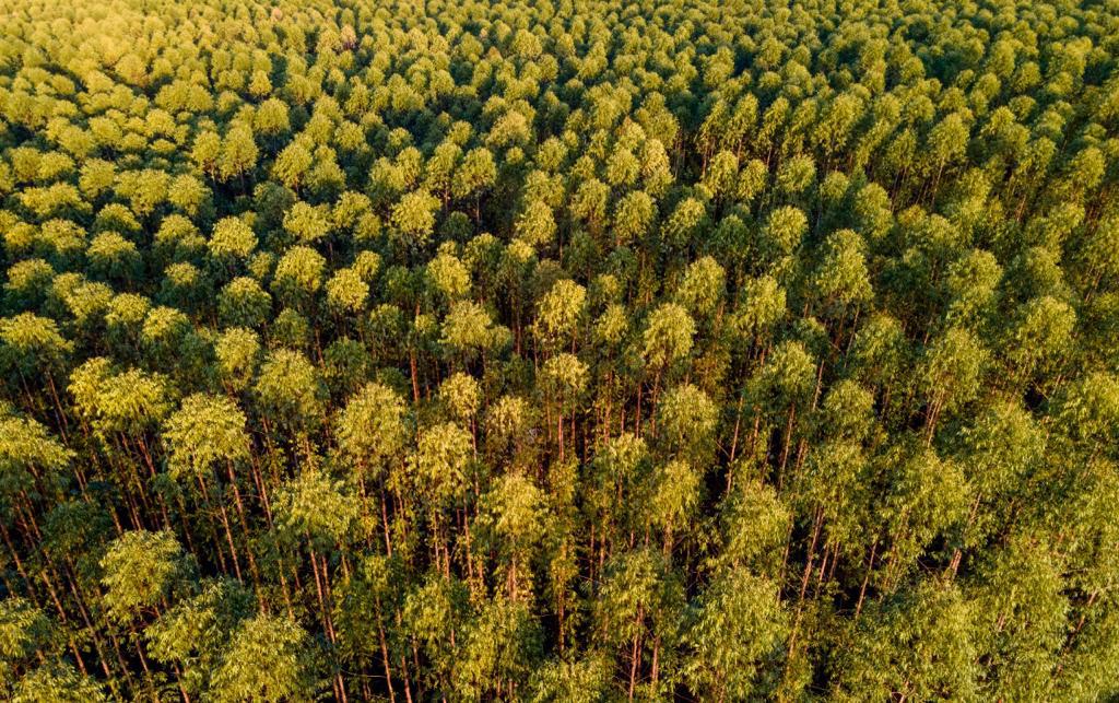 Filhotes de cachorro-vinagre são filmados em floresta de Mato Grosso do Sul Filhotes de cachorro-vinagre são filmados em floresta de Mato Grosso do Sul