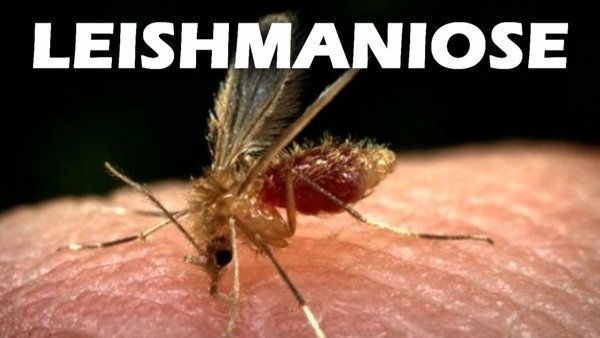 Boletim Epidemiológico notifica 17 casos de dengue e inclui 02 de leishmaniose em TL