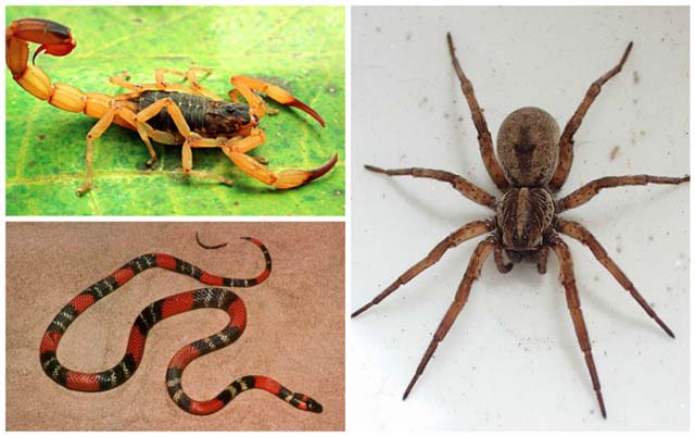 TENDA EDUCATIVA – Exposição de “Animais Peçonhentos” acontece neste sábado (17), na Lagoa Maior