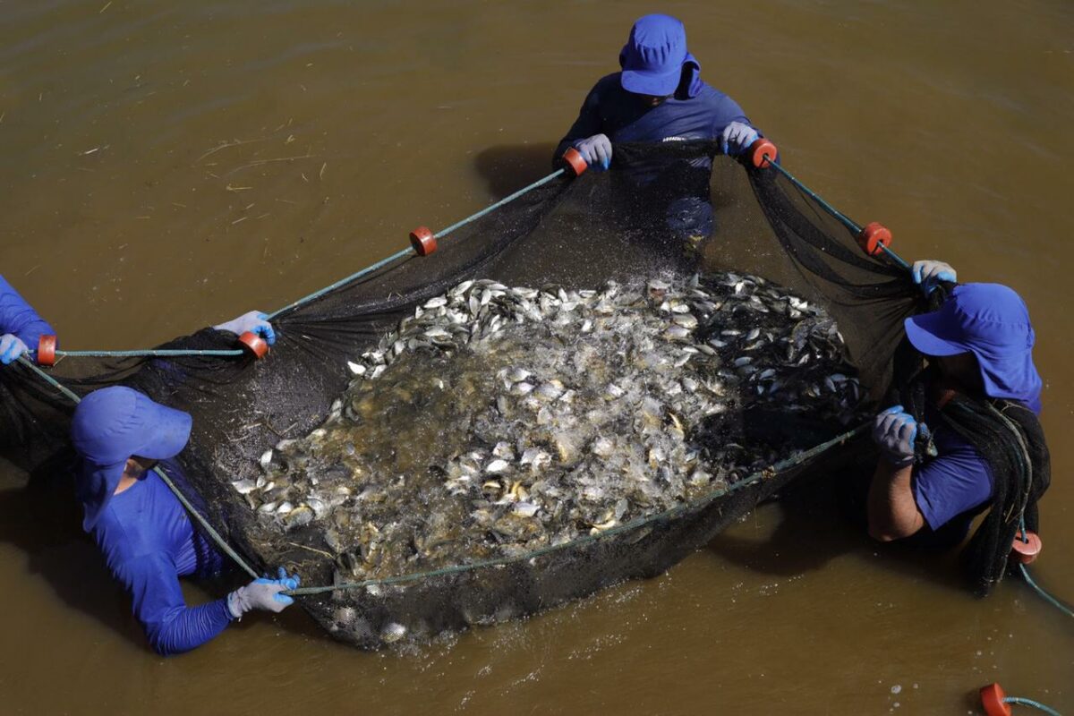 <strong>CTG Brasil solta mais de 2,1 milhões de peixes no rio Paraná</strong> <strong>CTG Brasil solta mais de 2,1 milhões de peixes no rio Paraná</strong>
