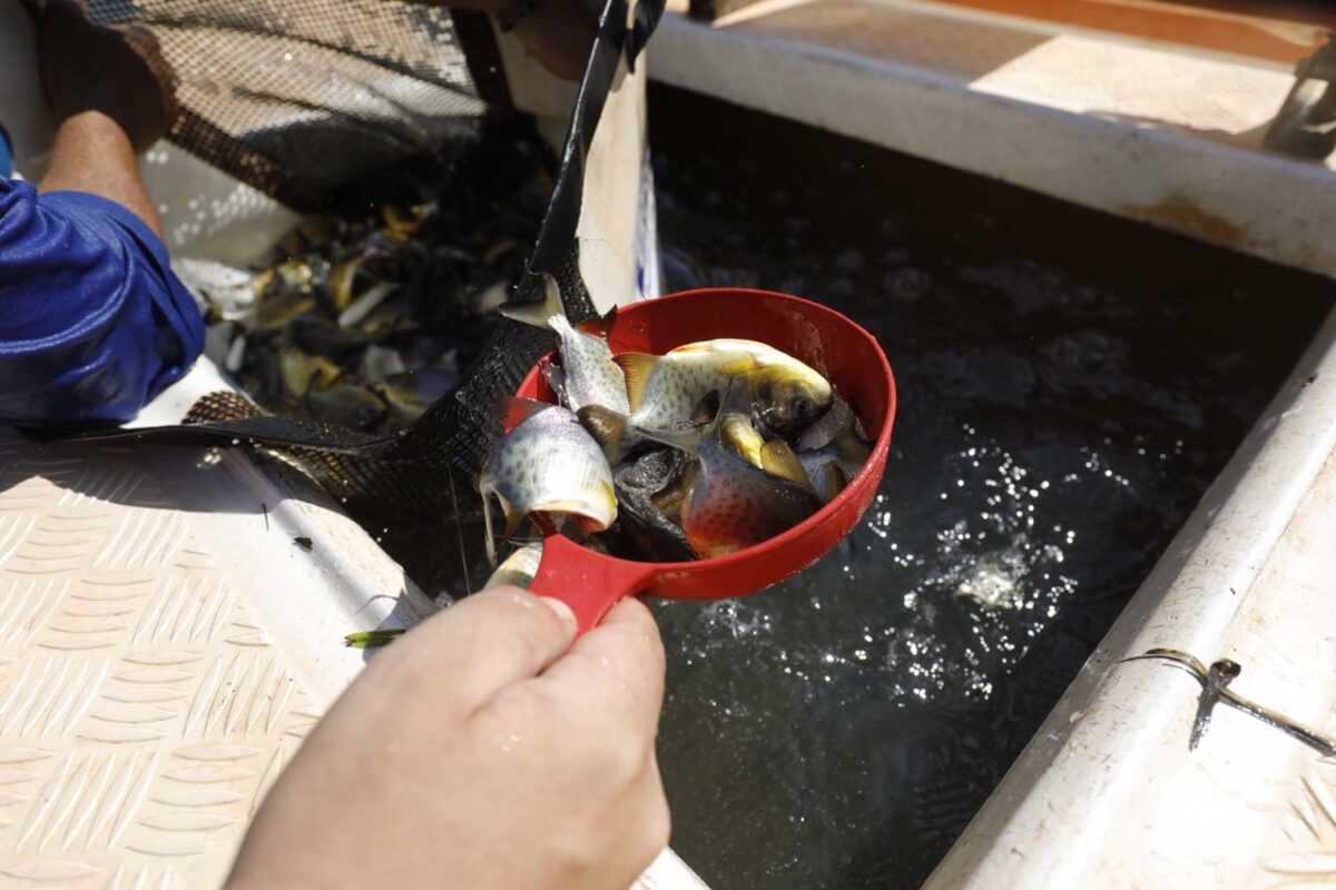 <strong>CTG Brasil solta mais de 2,1 milhões de peixes no rio Paraná</strong> <strong>CTG Brasil solta mais de 2,1 milhões de peixes no rio Paraná</strong>