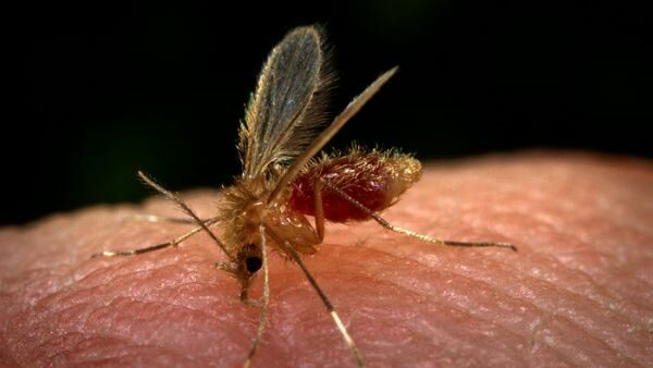 BOLETIM EPIDEMIOLÓGICO– Três Lagoas notifica 10 novos casos de dengue na 41ª semana de 2022