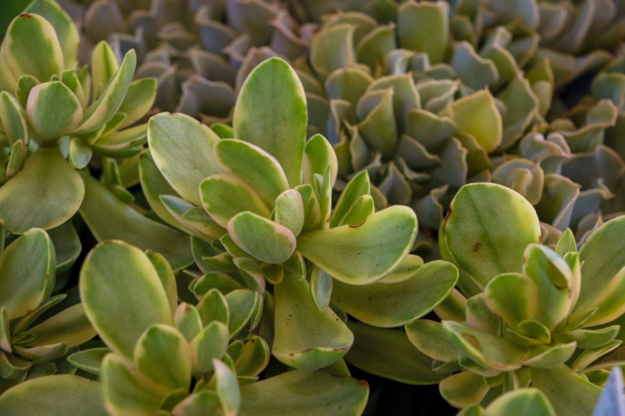 Dia das Crianças – Festividades promovida Prefeitura reúnem cerca de 8 mil pessoas