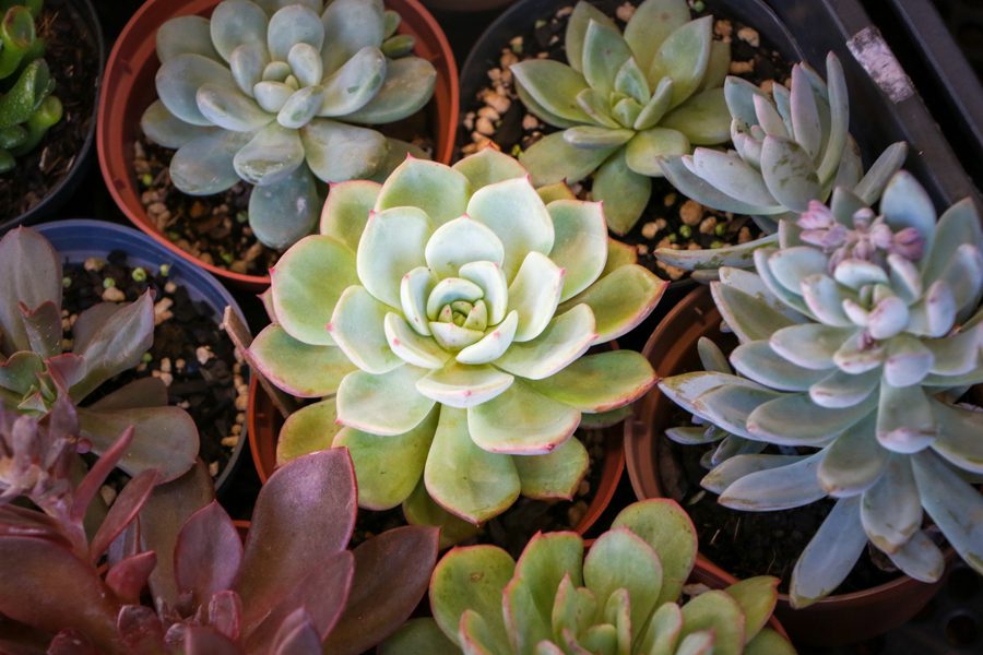 Dia das Crianças – Festividades promovida Prefeitura reúnem cerca de 8 mil pessoas