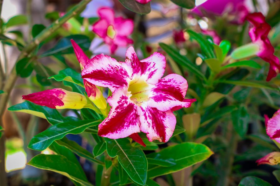 Dia das Crianças – Festividades promovida Prefeitura reúnem cerca de 8 mil pessoas