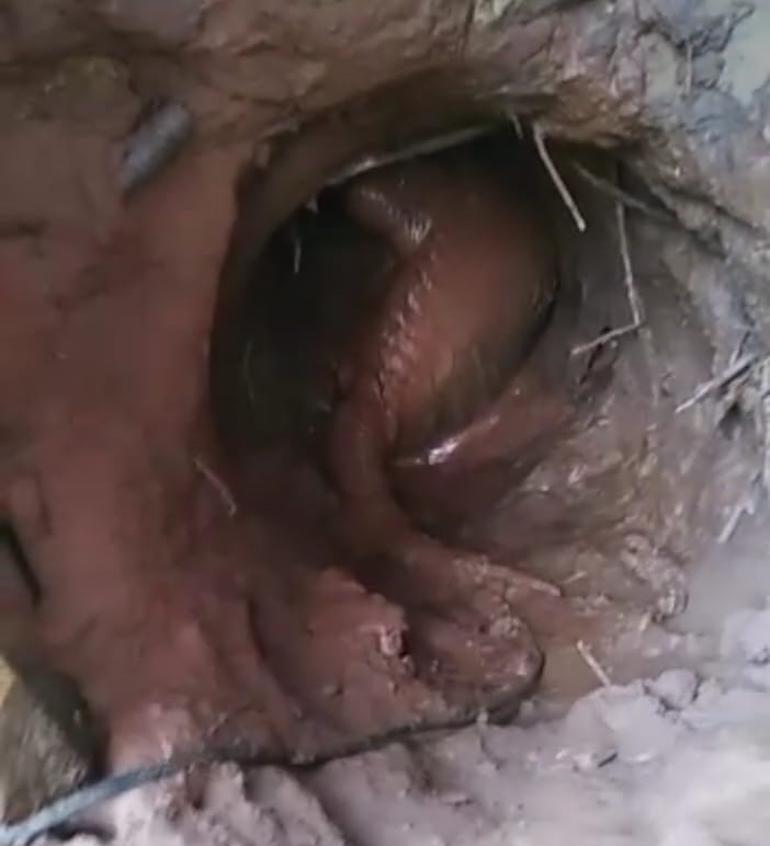 Tatu-canastra quase derruba casa após dois dias de escavação; o bicho foi capturado pela PMA Tatu-canastra quase derruba casa após dois dias de escavação; o bicho foi capturado pela PMA