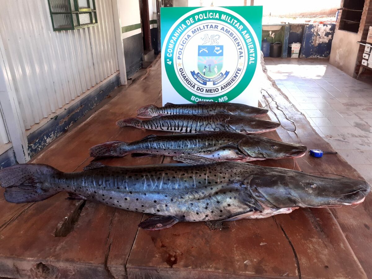 PMA e Imasul deflagram a operação piracema 2022/2023 em Mato Grosso do Sul PMA e Imasul deflagram a operação piracema 2022/2023 em Mato Grosso do Sul