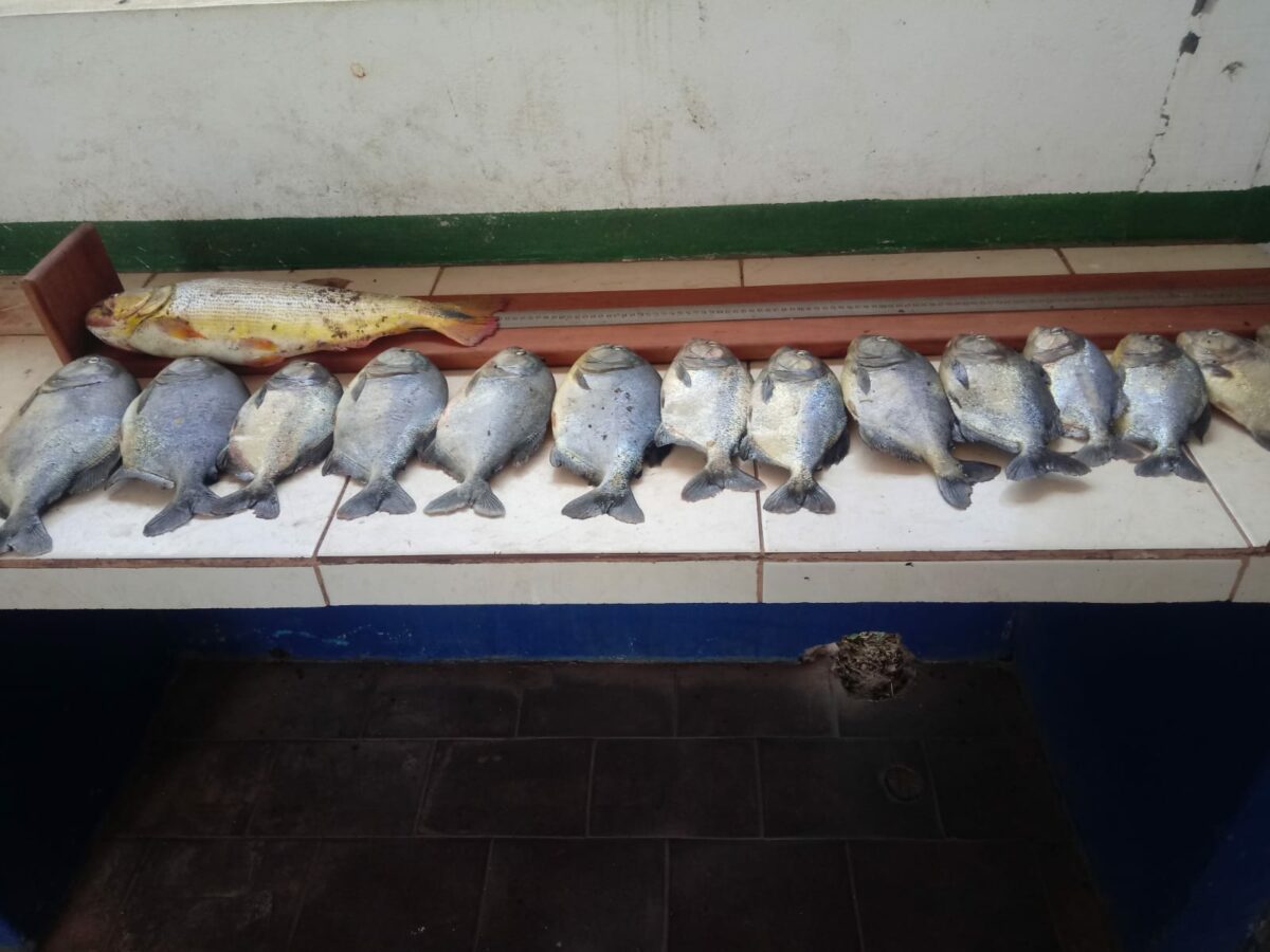 PMA e Imasul deflagram a operação piracema 2022/2023 em Mato Grosso do Sul PMA e Imasul deflagram a operação piracema 2022/2023 em Mato Grosso do Sul