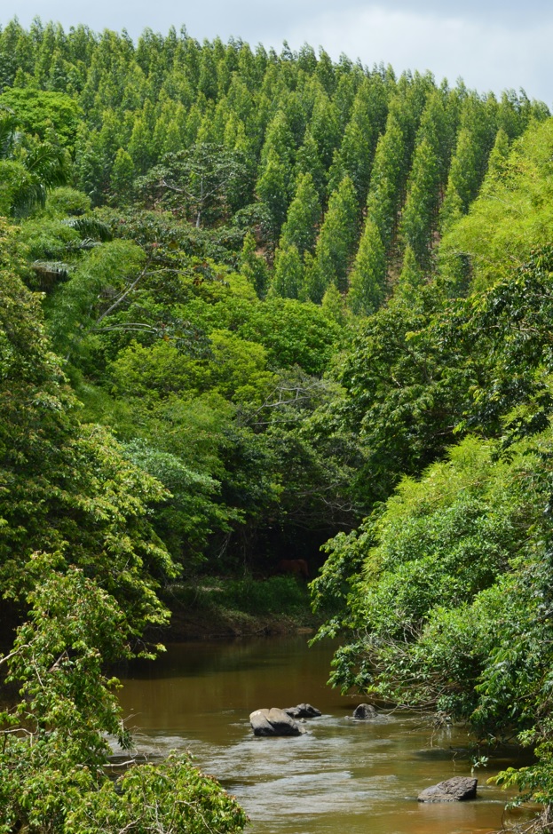 <strong>Saldo da balança comercial do setor de árvores cultivadas no Brasil cresce 38%</strong>