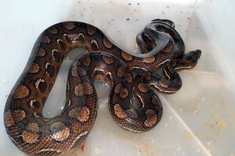 Jibóia de 2 metros é capturada pela PMA em teto de empresa de Aparecida do Taboado