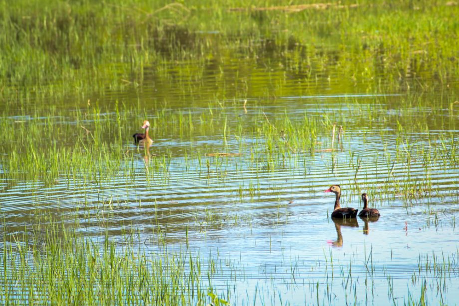 Mutirão de Limpeza retira aproximadamente 300 Kg de lixo da Cascalheira e encerra Semana “Lixo Zero” em Três Lagoas Mutirão de Limpeza retira aproximadamente 300 Kg de lixo da Cascalheira e encerra Semana “Lixo Zero” em Três Lagoas