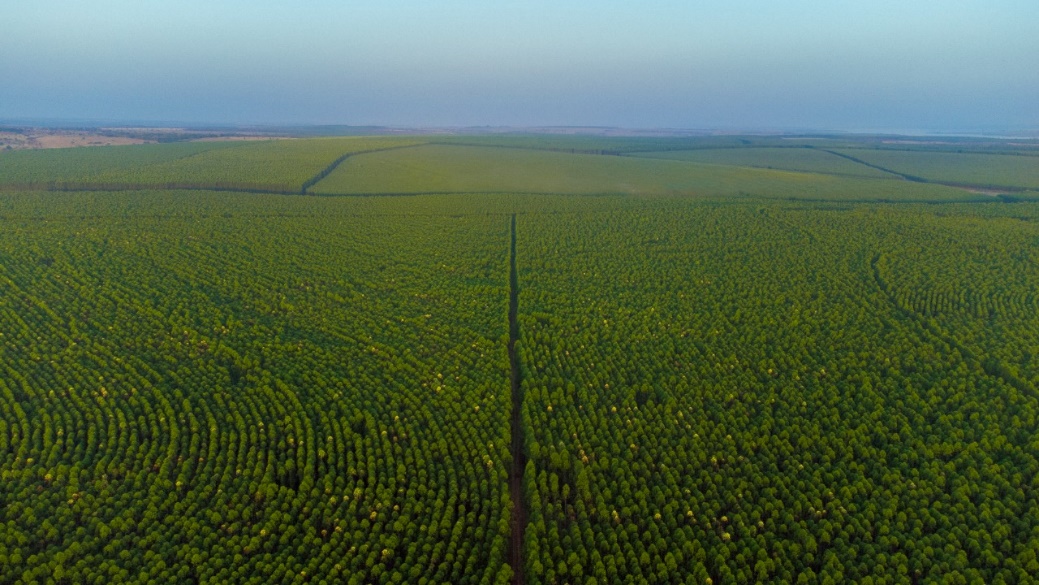 <strong>Eldorado Brasil completa 10 anos de vida, com produção recorde de celulose, resultados robustos e muita inovação e tecnologia</strong>