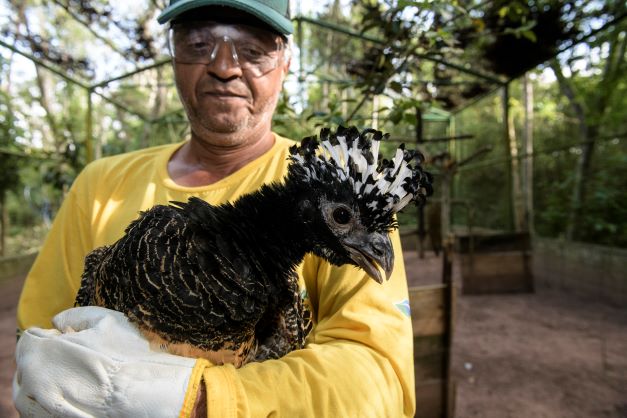CESP realiza soltura de aves da espécie mutum-de-penacho em áreas de preservação de Brasilândia (MS) e Castilho (SP) CESP realiza soltura de aves da espécie mutum-de-penacho em áreas de preservação de Brasilândia (MS) e Castilho (SP)